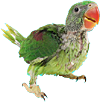 Het Arsenaal - Hier kannst du Papageienkunststcke bewundern